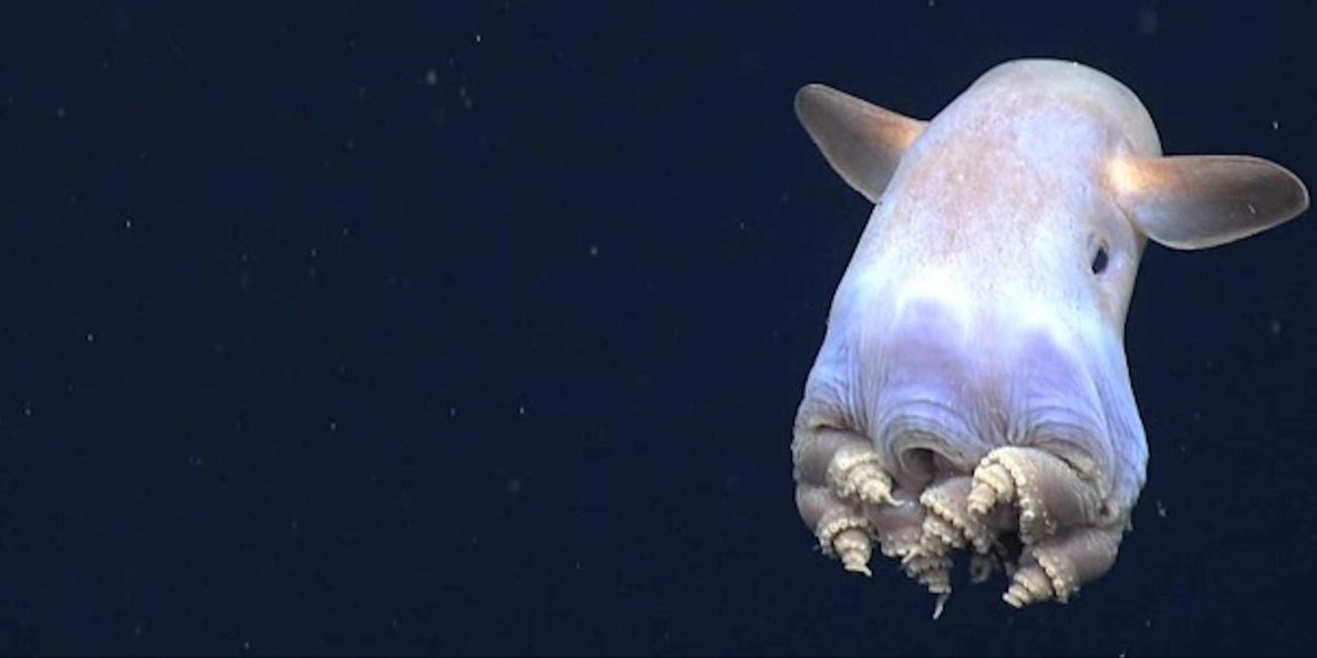 scientists-spotted-an-octopus-with-ears-doing-something-theyve-never-seen-before
