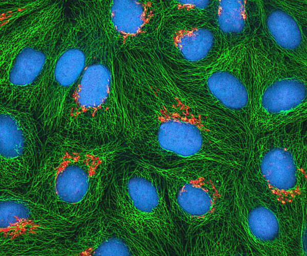 parts of the cell