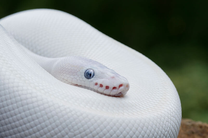 gene mutations
