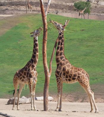 Giraffes' long necks were developed through natural selection to allow them to reach food in higher places.
